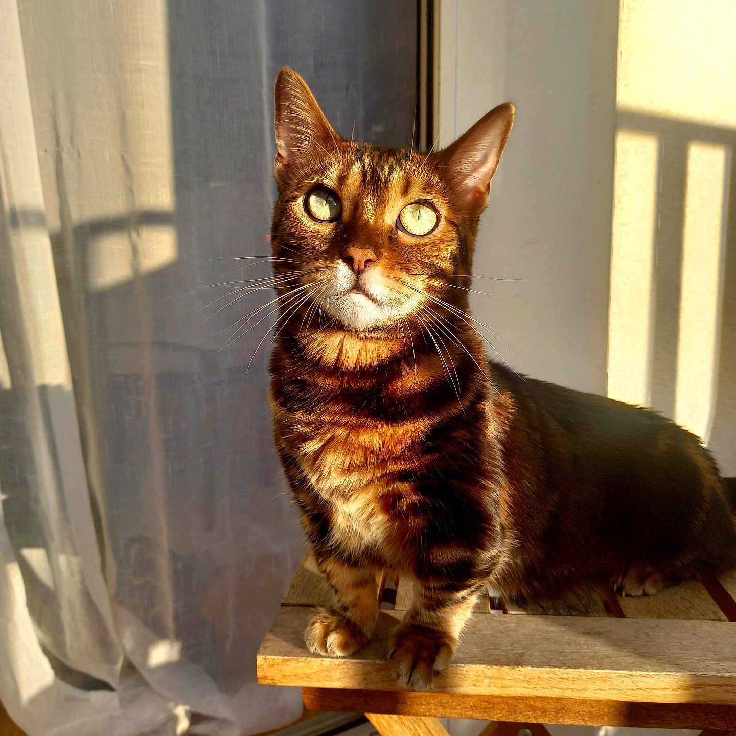 Mika