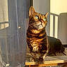 Mika participe au concours pour gagner de l'argent avec cette photo : animal, balcony, cat, closeup, cozy, curious, curtain, domestic, feline, green_eyes, indoor, pet, relaxed, shadow, sitting, striped, sunlight, tabby, whiskers, wooden_table