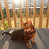 Mika participe au concours pour gagner de l'argent avec cette photo : animal, balcony, bengal_cat, building, cat, curious, daytime, eyes, fence, fur, garden, outdoor, pet, shadow, sunlight, tail, urban, whiskers, window, wooden_slats