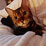 Mika participe au concours pour gagner de l'argent avec cette photo : cat, wide_eyes, blanket, cozy, indoor, fur, pet, animal, whiskers, close_up, cute, striped, brown, black, soft, relaxed, comfort, domestic, mammal, resting