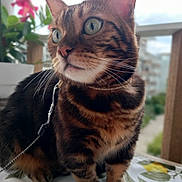 Mika participe au concours pour gagner de l'argent avec cette photo : cat, bengal_cat, pet, animal, feline, collar, leash, table, tablecloth, lemon_pattern, indoor, plant, flower, window, blurred_background, close_up, portrait, green_eyes, curious, sitting
