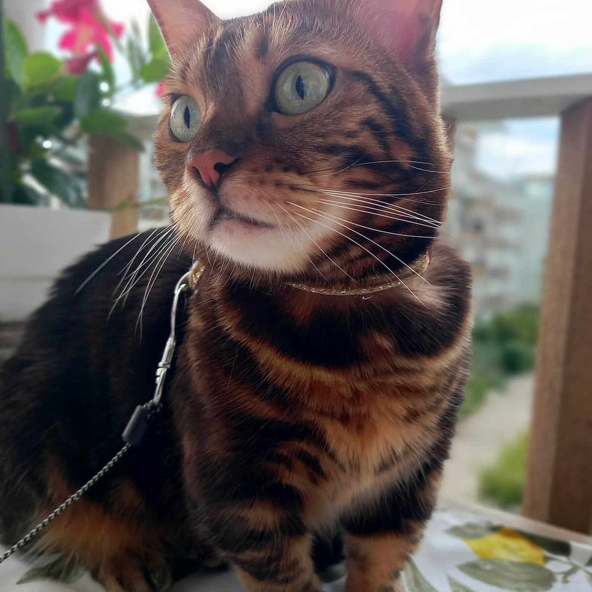 Mika participe au concours pour gagner de l'argent avec cette photo : cat, bengal_cat, pet, animal, feline, collar, leash, table, tablecloth, lemon_pattern, indoor, plant, flower, window, blurred_background, close_up, portrait, green_eyes, curious, sitting