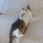 Pongo participe au concours pour gagner de l'argent avec cette photo : cat, playful, lying_down, tongue_out, pet, indoor, striped, white_fur, brown_fur, paws, tail, cute, feline, animal, relaxed, texture, floor, looking_up, whiskers, ears