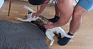 Pongo participe au concours pour gagner de l'argent avec cette photo : man, cat, floor, rug, furniture, wooden_floor, indoor, pet, stretching, casual_clothing, socks, bare_arms, home, relaxation, animal, playful, comfort, interaction, domestic, human_pet_interaction