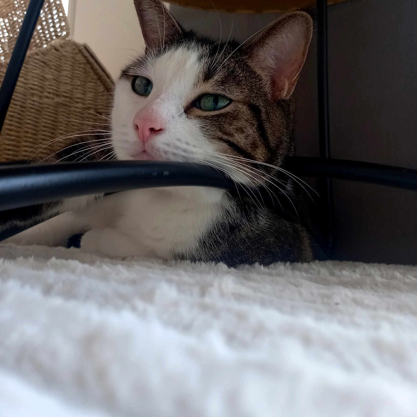 Pongo a rejoint le concours — aidez-le/la à gagner de superbes lots ! cat, tabby_cat, white_fur, indoor, furniture, blanket, wicker_basket, relaxed, resting, pet, animal, closeup, whiskers, ear, nose, eye, metal_bar, soft_texture, cozy, domestic