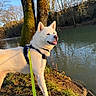 animal, canine, daylight, dog, forest, grass, happy, harness, leash, nature, outdoor, pet, reflection, river, sunlight, tongue_out, tree, walking, water, white_dog