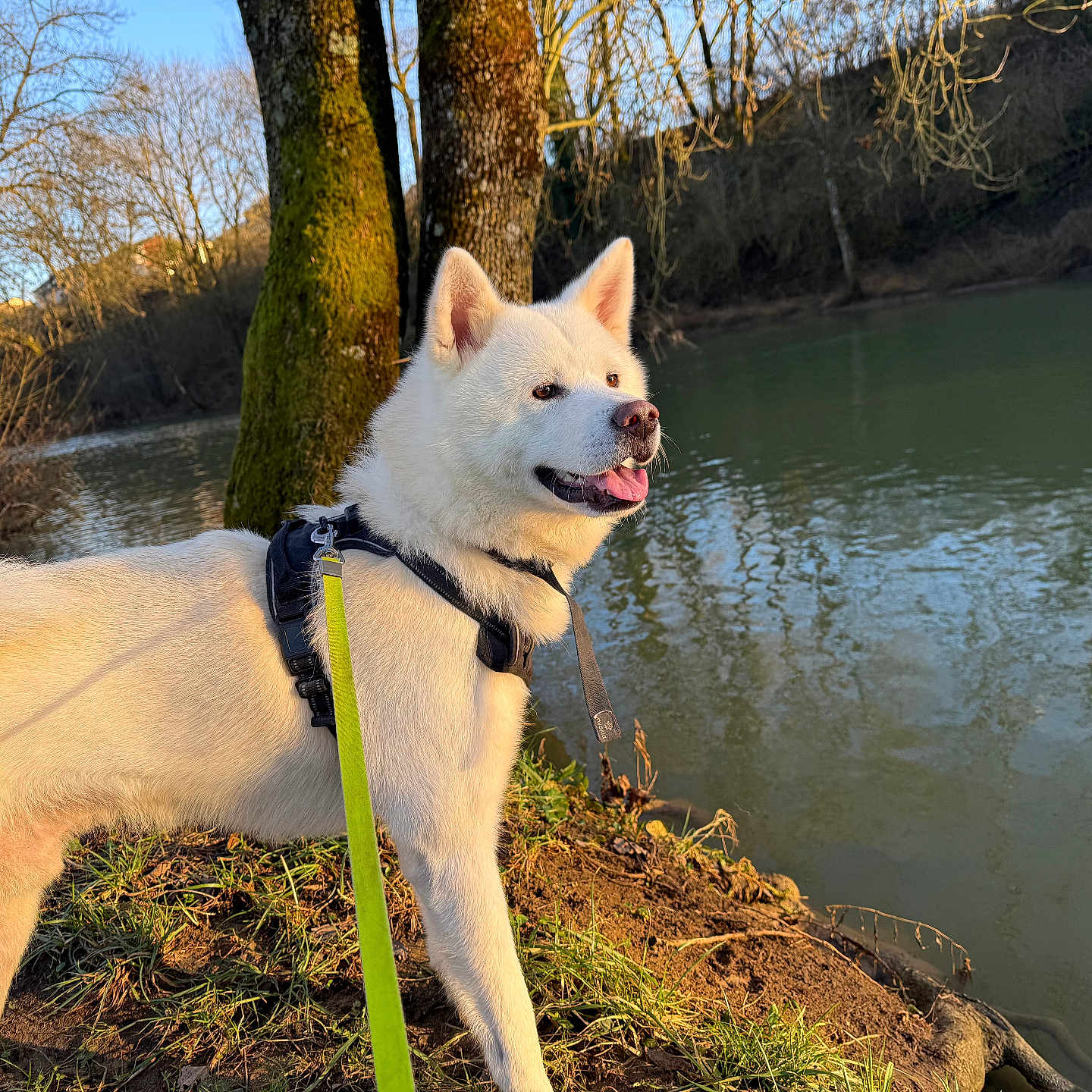Sayko