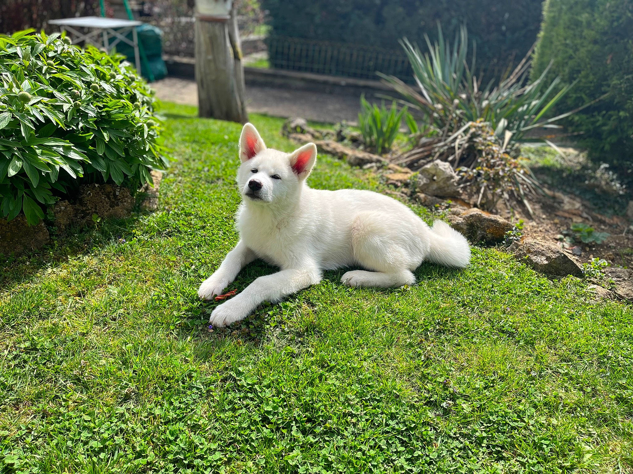 Sayko participe au concours pour gagner de l'argent avec cette photo : canidae, carnivore, cat, companion_dog, dog_breed, fawn, felidae, grass, groundcover, lawn, plant, shrub, small_to_medium_sized_cats, snout, sporting_group, tail, terrestrial_animal, tree, whiskers, wildlife