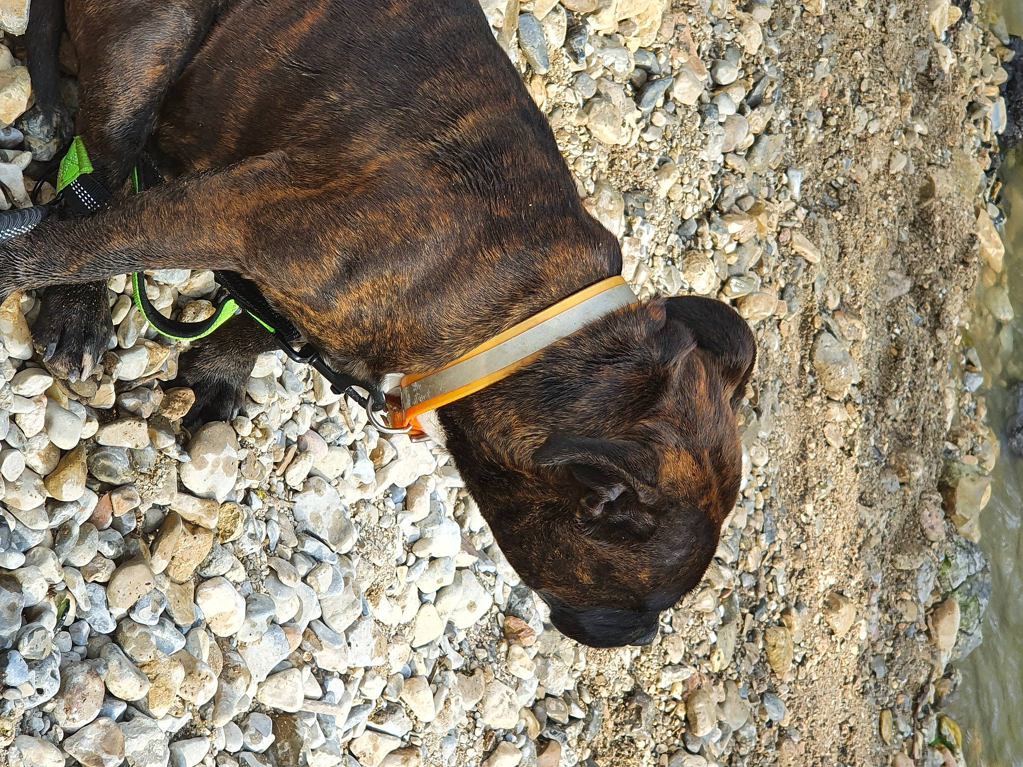 Ohana a rejoint le concours — aidez-le/la à gagner de superbes lots ! canidae, plant, snout, sporting_group, tree, trunk, wood