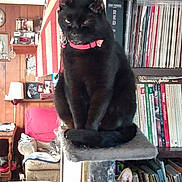 Midnight joined the competition — help win amazing prizes! black_cat, second_cat, cat_tree, pink_collar, sitting, indoors, living_room, bookshelf, books, records, vinyl_records, home_decor, furniture, pet, feline, portrait, long_tail, alert, cozy, library