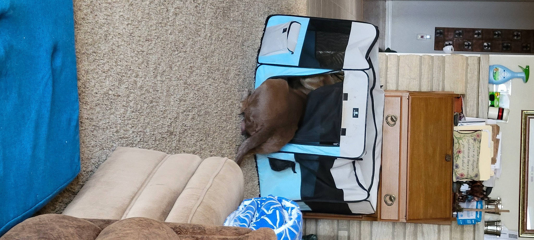 Hooch joined the competition — help win amazing prizes! audio_equipment, auto_part, bag, comfort, couch, dog, electric_blue, eyewear, fashion_accessory, flooring, human_leg, linens, machine, outdoor_furniture, room, sitting, studio_couch, thigh, vehicle_door, wood