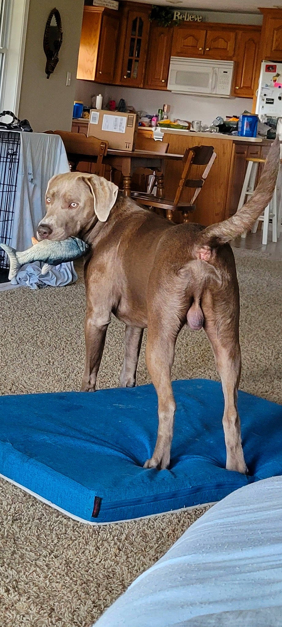 Hooch joined the competition — help win amazing prizes! blue, canidae, carnivore, collar, comfort, companion_dog, dog, dog_breed, dog_collar, dog_supply, fawn, gun_dog, leash, liver, pet_supply, snout, sporting_group, tail, wood, working_animal