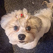 Meg joined the competition — help win amazing prizes! dog, small_dog, fluffy, cute, pet, animal, indoors, carpet, looking_up, fur, ears, nose, eyes, whiskers, adorable, portrait, mammal, companion, domestic_animal, playful