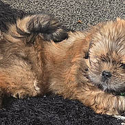 Dougie is registered to the contest to win money with this photo: puppy, dog, fur, pet, cute, lying_down, indoor, carpet, black_rug, brown_fur, small_dog, relaxed, tail, animal, domestic_animal, young, fluffy, cute_pet, close_up, resting