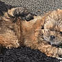 puppy, dog, fur, pet, cute, lying_down, indoor, carpet, black_rug, brown_fur, small_dog, relaxed, tail, animal, domestic_animal, young, fluffy, cute_pet, close_up, resting