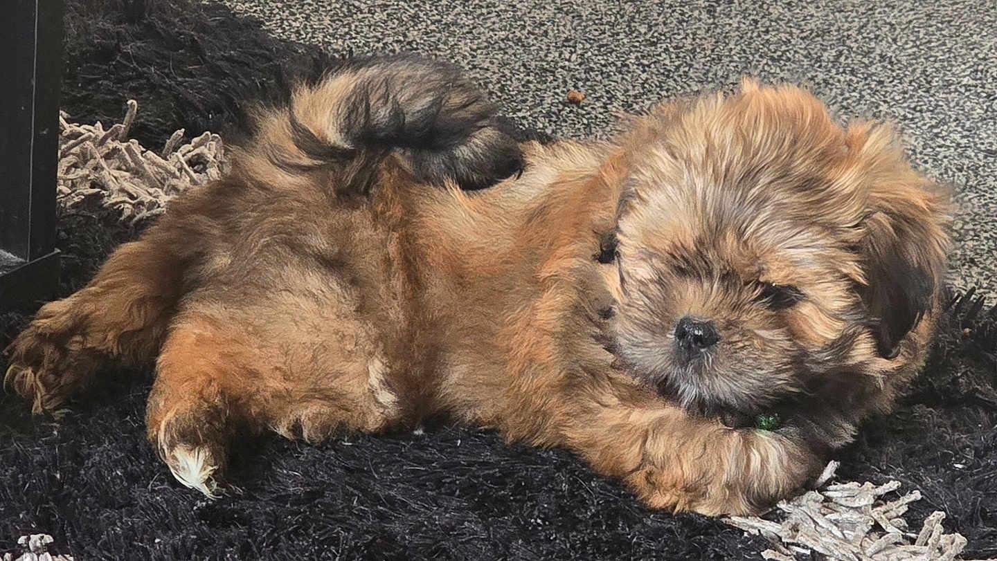 Dougie is registered to the contest to win money with this photo: puppy, dog, fur, pet, cute, lying_down, indoor, carpet, black_rug, brown_fur, small_dog, relaxed, tail, animal, domestic_animal, young, fluffy, cute_pet, close_up, resting