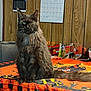 Faye Lynn joined the competition — help win amazing prizes! cat, long_hair, table, tablecloth, halloween, pumpkin, kitchen, chair, calendar, wood_paneling, bowl, snack, indoor, pet, feline, orange, black, decor, animal, sitting