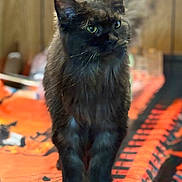 Faye Lynn joined the competition — help win amazing prizes! cat, black_cat, animal, pet, indoor, tablecloth, halloween, pumpkin_pattern, black_cat_pattern, wood_paneling, feline, green_eyes, standing, fur, whiskers, domestic_cat, cute, portrait, focused, cozy