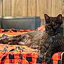 Faye Lynn is registered to the contest to win money with this photo: cat, long_hair, dark_fur, green_eyes, tablecloth, orange, black, halloween_theme, pumpkins, black_cat_pattern, wood_paneling, furniture, indoor, pet, relaxed, lying_down, close_up, domestic_animal, holiday, decor