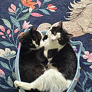 Luna And Lucy joined the competition — help win amazing prizes! cats, two_cats, black_and_white, tuxedo_cats, kitten, feline, cute, cuddling, sleeping, sitting, basket, pet_bed, cozy, indoor, floral_pattern, blanket, textile, portrait, animal_photography, whiskers