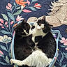 cats, two_cats, black_and_white, tuxedo_cats, kitten, feline, cute, cuddling, sleeping, sitting, basket, pet_bed, cozy, indoor, floral_pattern, blanket, textile, portrait, animal_photography, whiskers