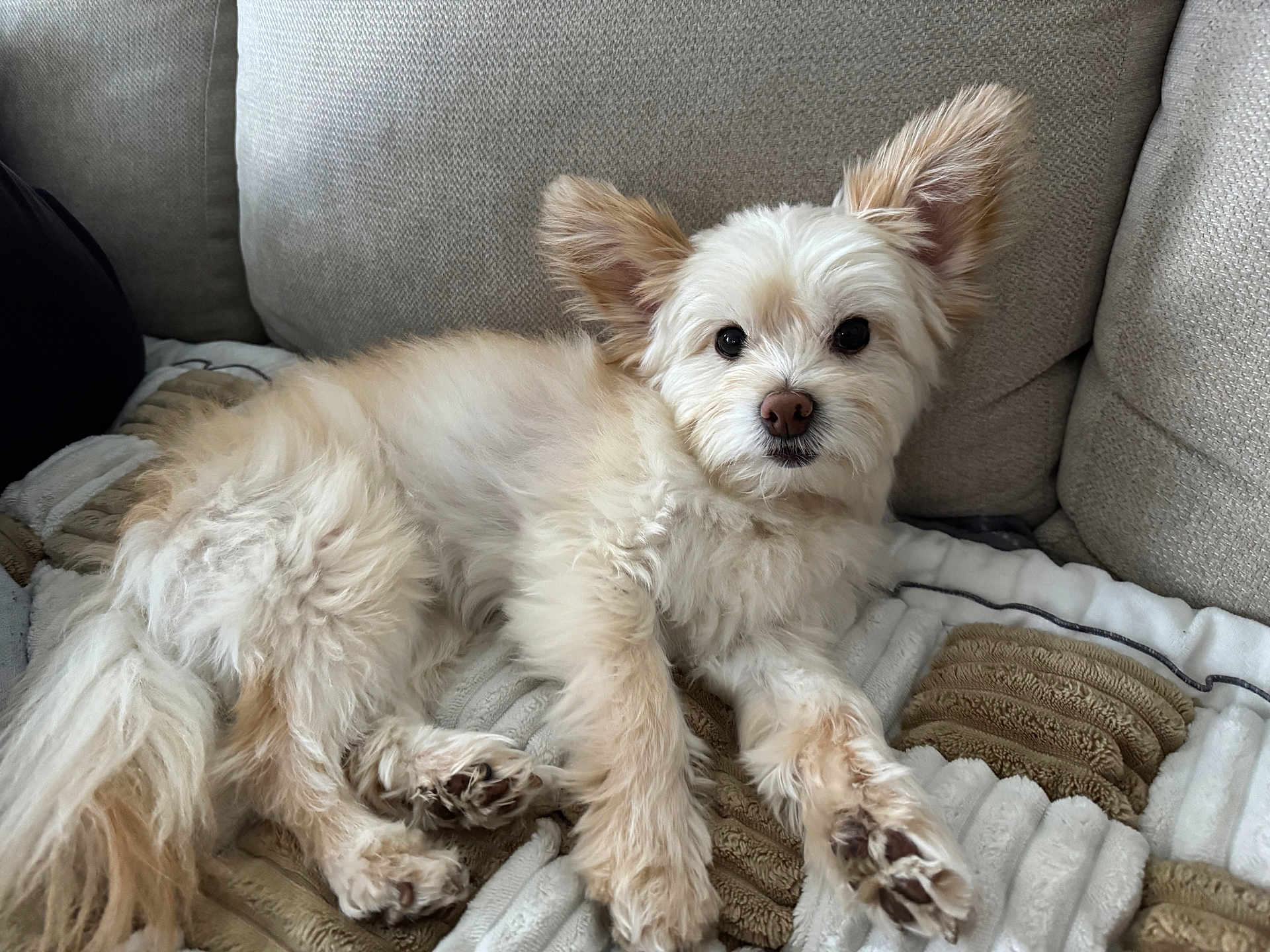 Milo