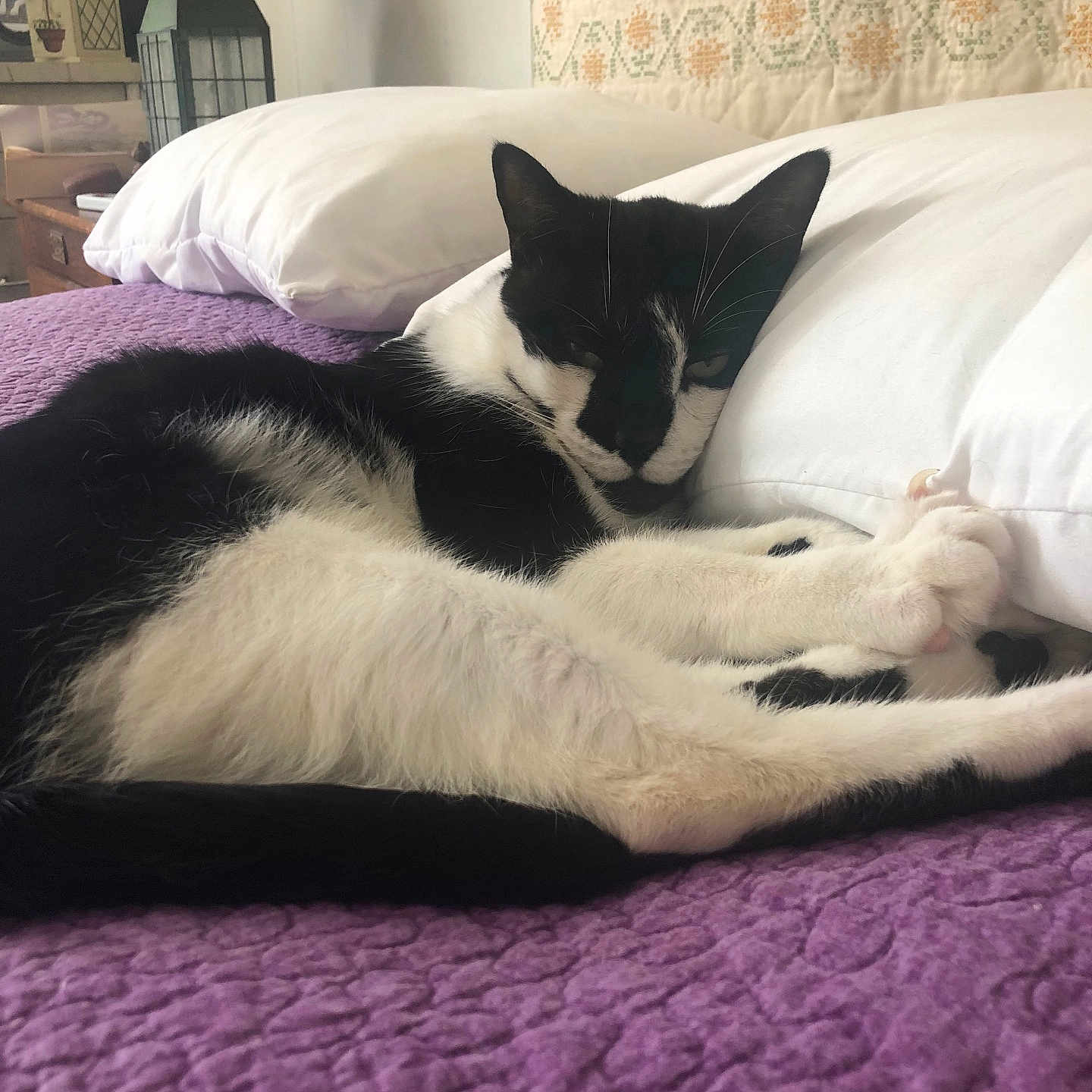 Murphy joined the competition — help win amazing prizes! animal, bed, bedroom, blanket, cat, couch, cushion, furniture, homedecor, indoors, interiordesign, kitten, lamp, person, pet, pillow, quilt, room, sleeping, tablelamp