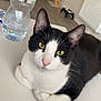 abyssinian, animal, beverage, bottle, cat, computer, desk, electronics, furniture, jug, kitten, laptop, manx, mineralwater, pc, pet, plywood, table, waterbottle, wood