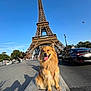 Paya participe au concours pour gagner de l'argent avec cette photo : architecture, blue_sky, car, city, daytime, dog, eiffel_tower, golden_fur, happy_dog, landmark, leash, outdoor, people, shadow, sidewalk, street, sunny, tourist_spot, travel, urban