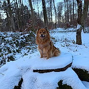 Paya participe au concours pour gagner de l'argent avec cette photo : animal, canine, cold, cute, daylight, dog, forest, fur, happy, landscape, mammal, nature, outdoor, pet, scenery, smiling, snow, tree_stump, trees, winter