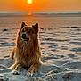 Paya participe au concours pour gagner de l'argent avec cette photo : animal, beach, calm, dog, fluffy, fur, golden_hour, mammal, nature, outdoor, pet, portrait, relaxing, sand, scenic, sea, sky, sun, sunlight, sunset