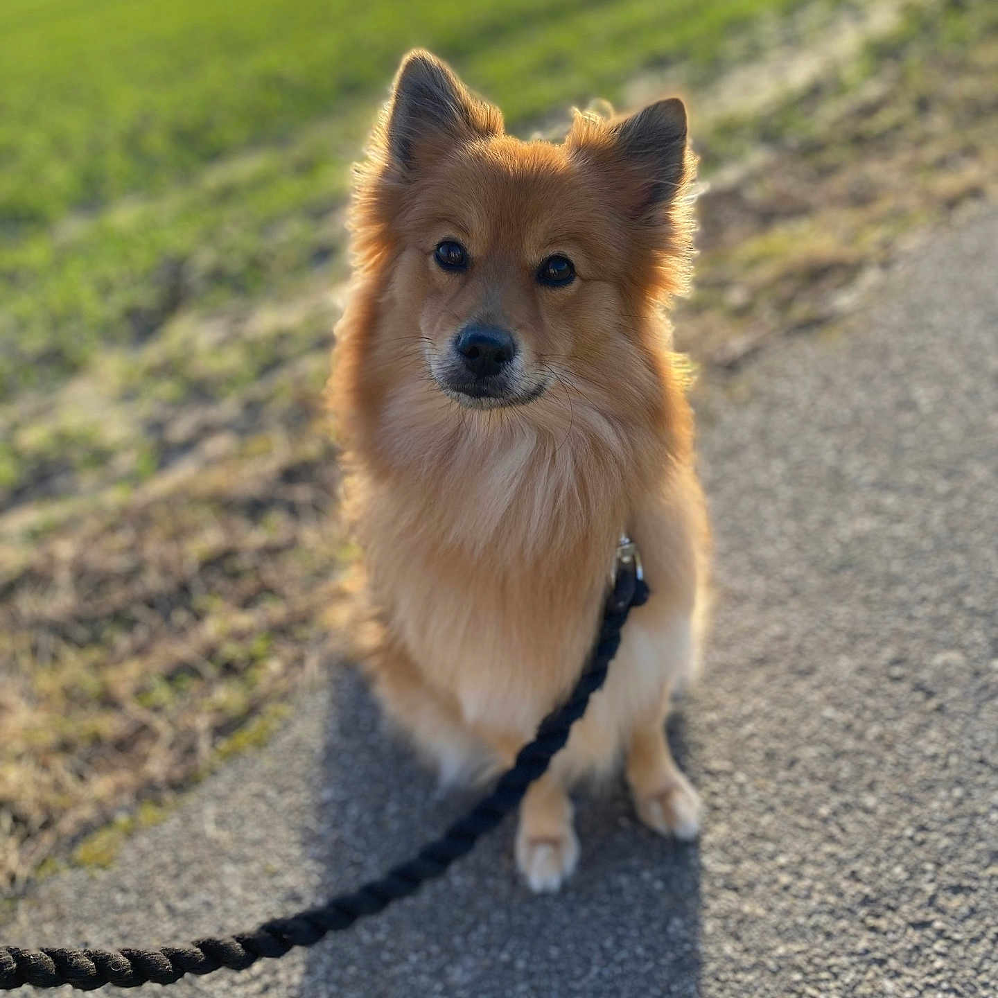 Paya a rejoint le concours — aidez-le/la à gagner de superbes lots ! accessories, animal, canine, chow, cockerspaniel, collie, dog, eskimodog, goldenretriever, grass, leash, papillon, path, pet, plant, puppy, road, sidewalk, strap, tarmac