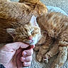 Sherbet is registered to the contest to win money with this photo: animal, blanket, cat, closeup, cozy, cute, domestic_animal, feline, fur, hand, indoor, kitten, orange_tabby, paw, pet, relaxed, resting, sleeping, soft, whiskers