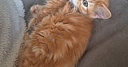 Sherbet is registered to the contest to win money with this photo: animal, blanket, cat, couch, cozy, cute, ears, fluffy, fur, indoor, kitten, looking, mammal, orange_cat, pet, relaxing, resting, tail, whiskers, young