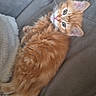 animal, blanket, cat, couch, cozy, cute, ears, fluffy, fur, indoor, kitten, looking, mammal, orange_cat, pet, relaxing, resting, tail, whiskers, young