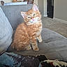 Sherbet is registered to the contest to win money with this photo: blanket, carpet, couch, cozy, curious, cute, domestic_cat, feline, fluffy, furniture, head_tilt, home, indoor, kitten, living_room, orange_cat, pet, sitting, soft_fur, young_cat
