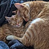 adorable, animal, blanket, cat, closeup, companion, cozy, cute, domestic_cat, fur, ginger_cat, indoor, kitten, pets, relaxation, resting, sleeping, snuggling, soft_texture, warmth