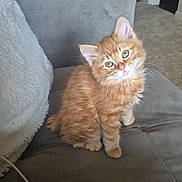 Sherbet joined the competition — help win amazing prizes! animal, blanket, cat, couch, cozy, curious, cute, domestic_cat, feline, fluffy, furniture, head_tilt, indoor, kitten, living_room, orange_cat, pet, portrait, sitting, young_cat