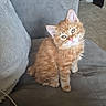 animal, blanket, cat, couch, cozy, curious, cute, domestic_cat, feline, fluffy, furniture, head_tilt, indoor, kitten, living_room, orange_cat, pet, portrait, sitting, young_cat