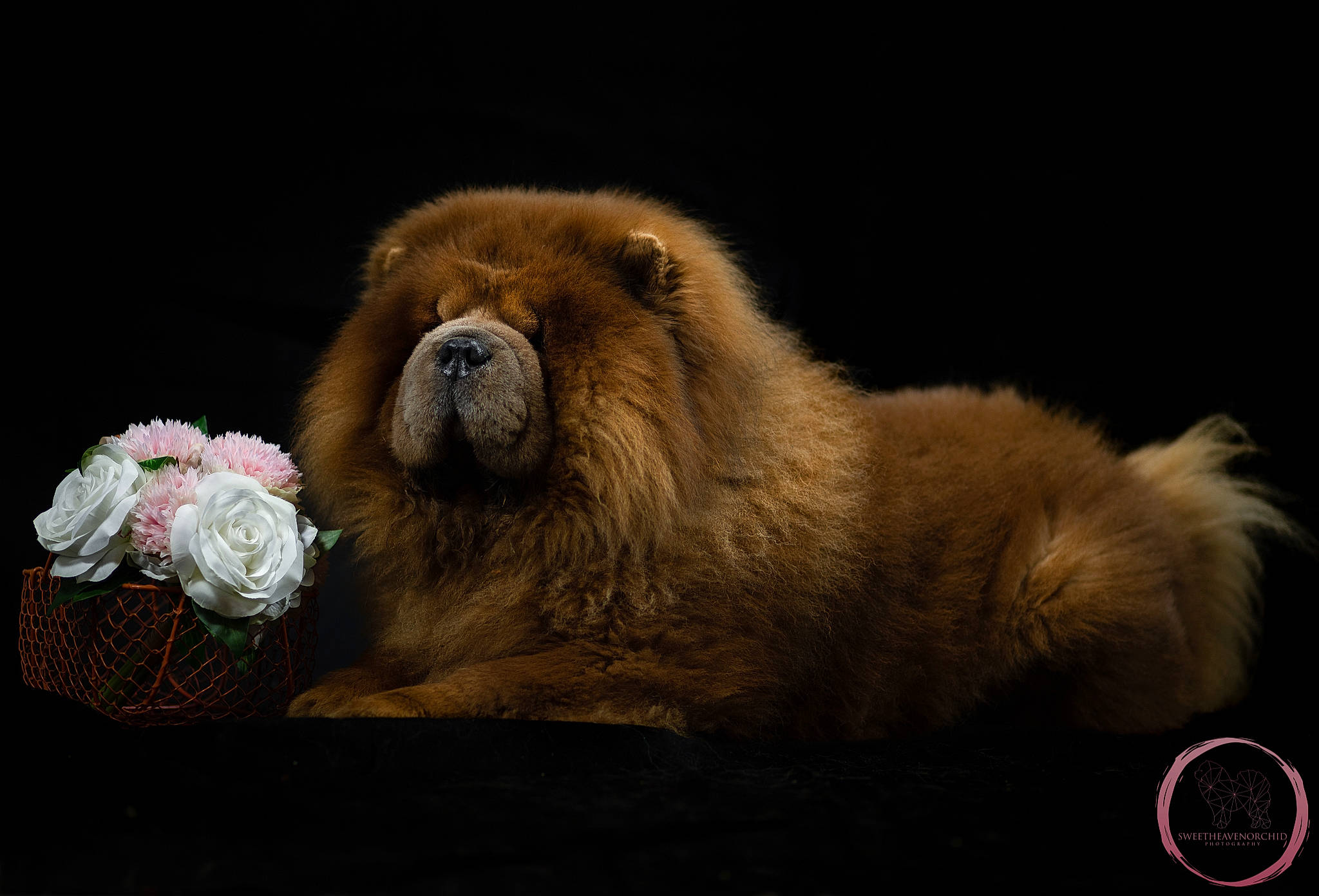 Kimbo a rejoint le concours — aidez-le/la à gagner de superbes lots ! fawn, flower, fur, mammal, primate, rose, terrestrial_animal, vertebrate, wildlife, wrinkle