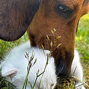 Naya participe au concours pour gagner de l'argent avec cette photo : animal_interaction, brown_dog, close_up, companion, cute, dog, fur, gentle, grass, kitten, nature, outdoor, peaceful, pet, resting, sleeping, small_animal, sniffing, tender, white_cat