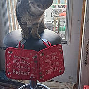 Tiger is registered to the contest to win money with this photo: cat, tabby, stool, pot_holder, red, holiday, festive, window, indoor, curious, pet, animal, furniture, metal, floor, door, tape, sign, home, cozy