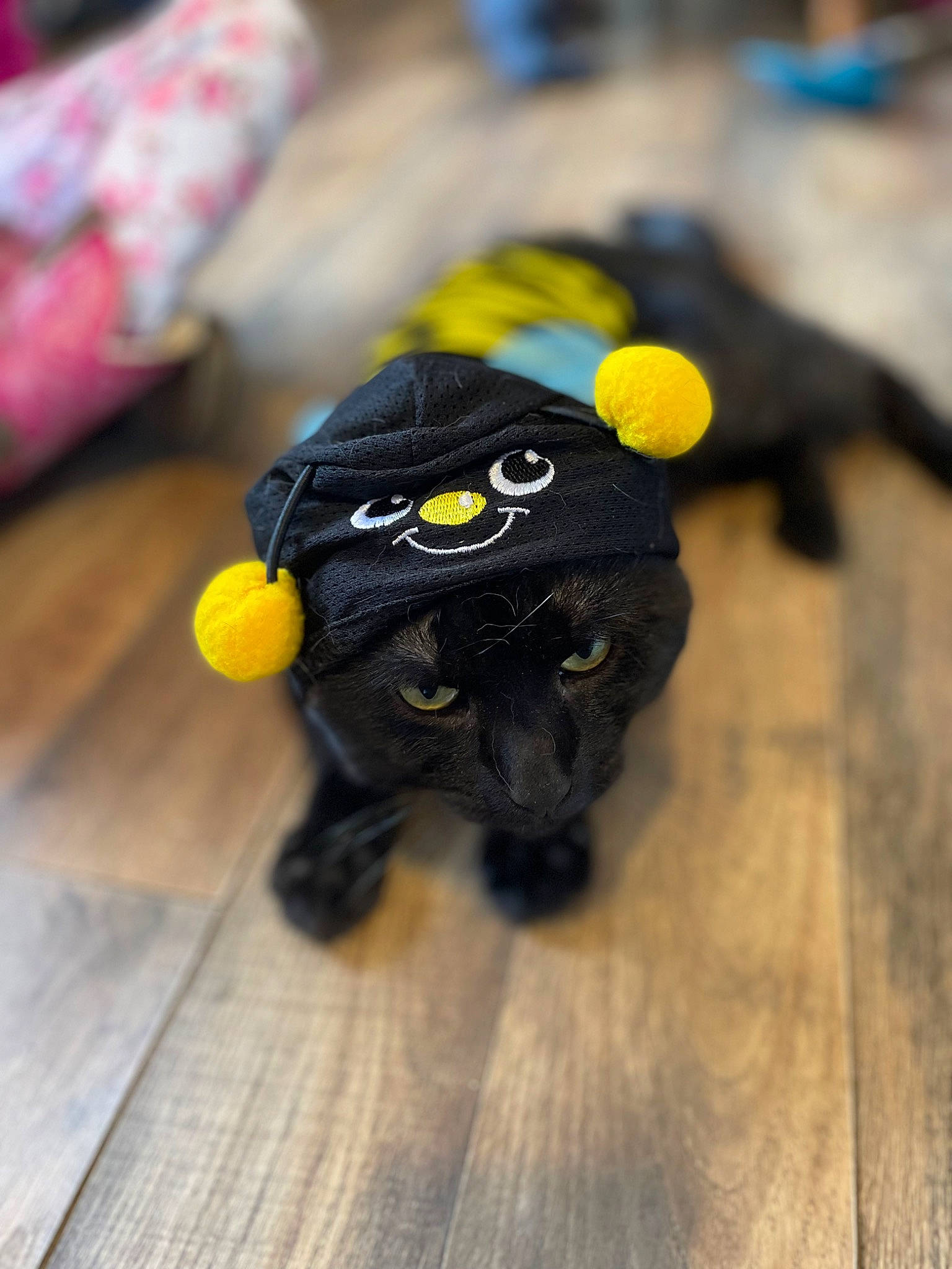 Bounce joined the competition — help win amazing prizes! action_figure, black_cat, canidae, companion_dog, felidae, fictional_character, flooring, foot, fur, grey, hardwood, personal_protective_equipment, plush, primate, small_to_medium_sized_cats, snout, stuffed_toy, toy, whiskers, wood