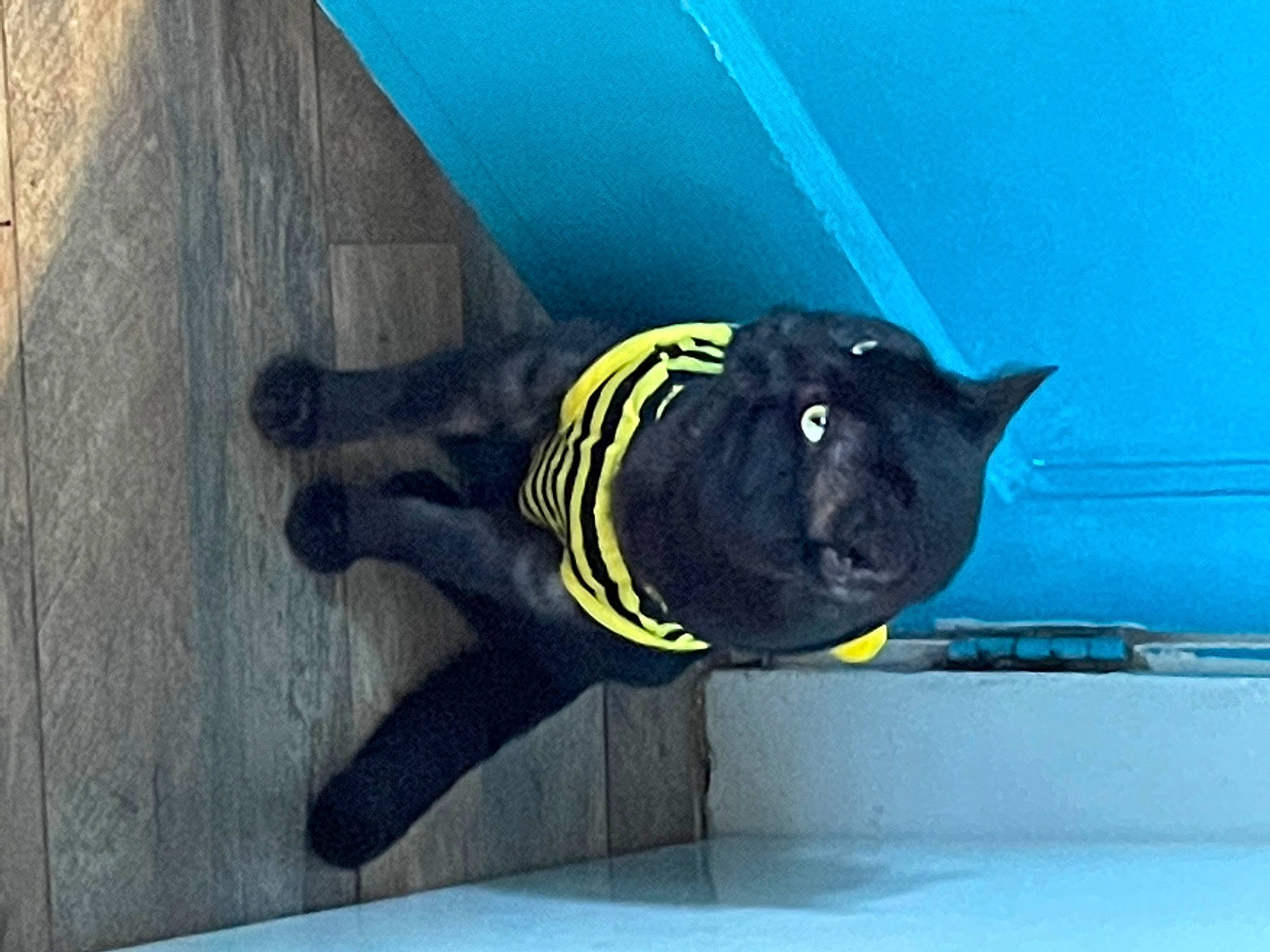 Bounce is registered to the contest to win money with this photo: canidae, carnivore, companion_dog, dog, dog_breed, door, electric_blue, felidae, fin, fur, marine_mammal, non_sporting_group, personal_protective_equipment, snout, sporting_group, sportswear, tail, terrestrial_animal, vehicle_door, window