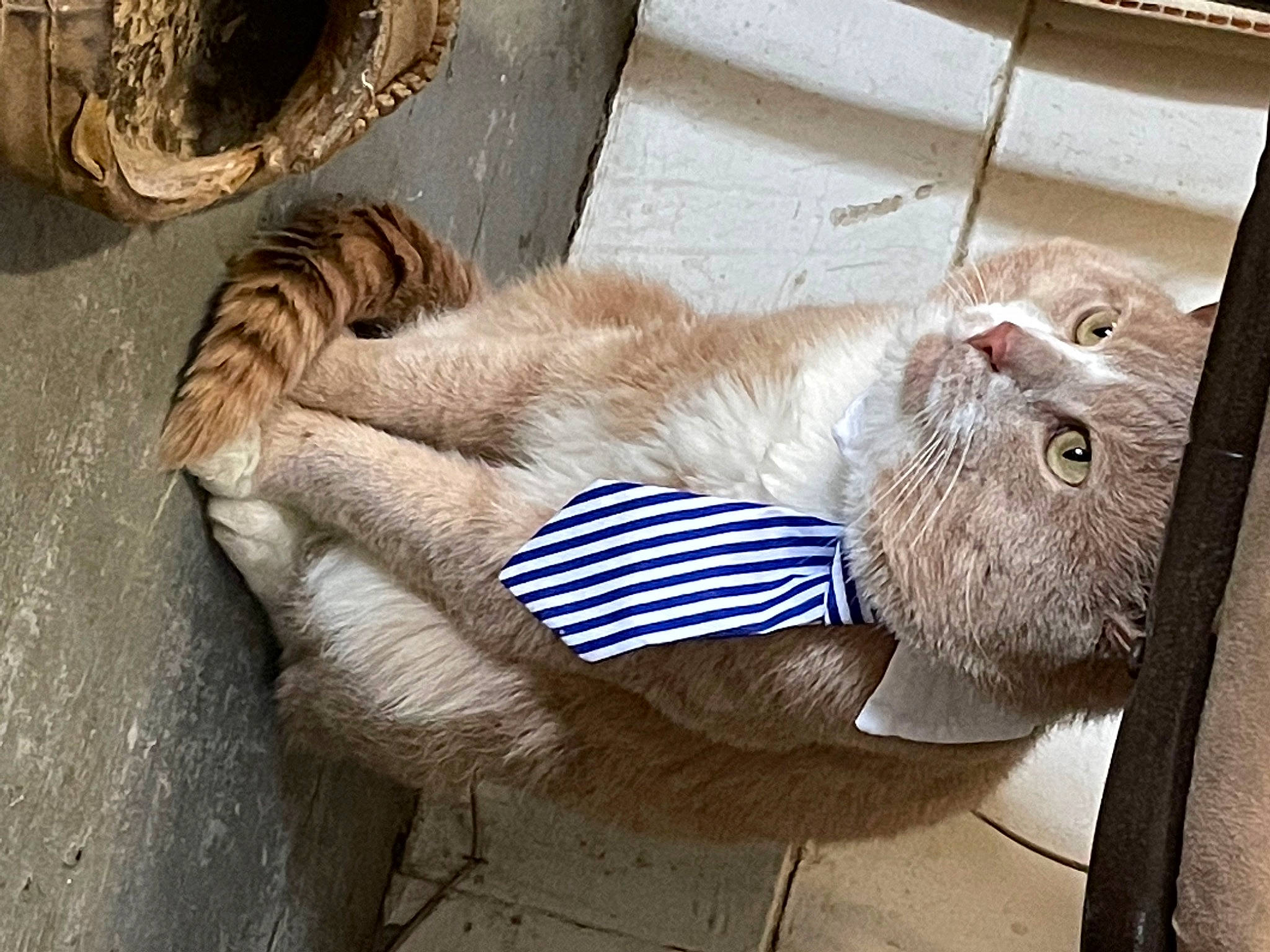 Simba is registered to the contest to win money with this photo: art, carnivore, cat, claw, comfort, domestic_short_haired_cat, fawn, felidae, fur, nap, paw, sleep, small_to_medium_sized_cats, tail, terrestrial_animal, whiskers, window, wood