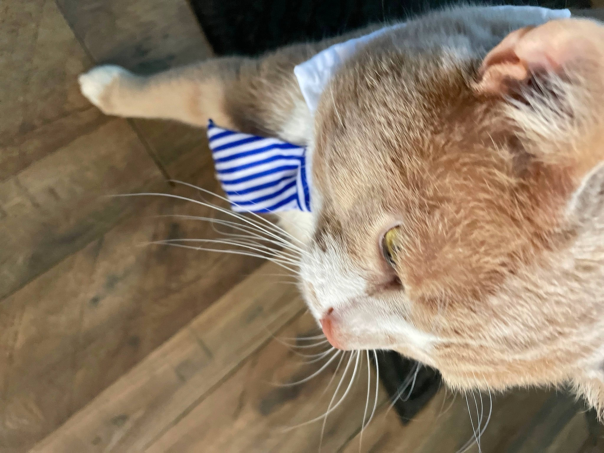 Simba joined the competition — help win amazing prizes! carnivore, cat, claw, comfort, domestic_short_haired_cat, ear, eye, fawn, felidae, fur, nap, paw, pet_supply, sleep, small_to_medium_sized_cats, snout, tail, terrestrial_animal, whiskers, wood