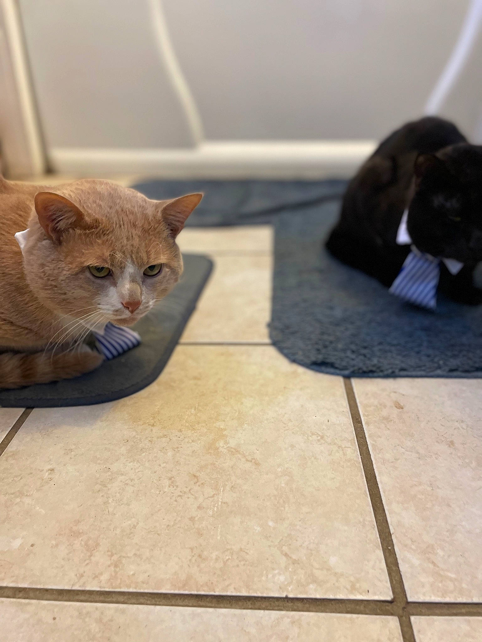 Simba is registered to the contest to win money with this photo: carnivore, cat, domestic_short_haired_cat, fawn, felidae, floor, flooring, fur, grey, liver, road_surface, sitting, small_to_medium_sized_cats, snout, tail, terrestrial_animal, tire, whiskers, window, wood