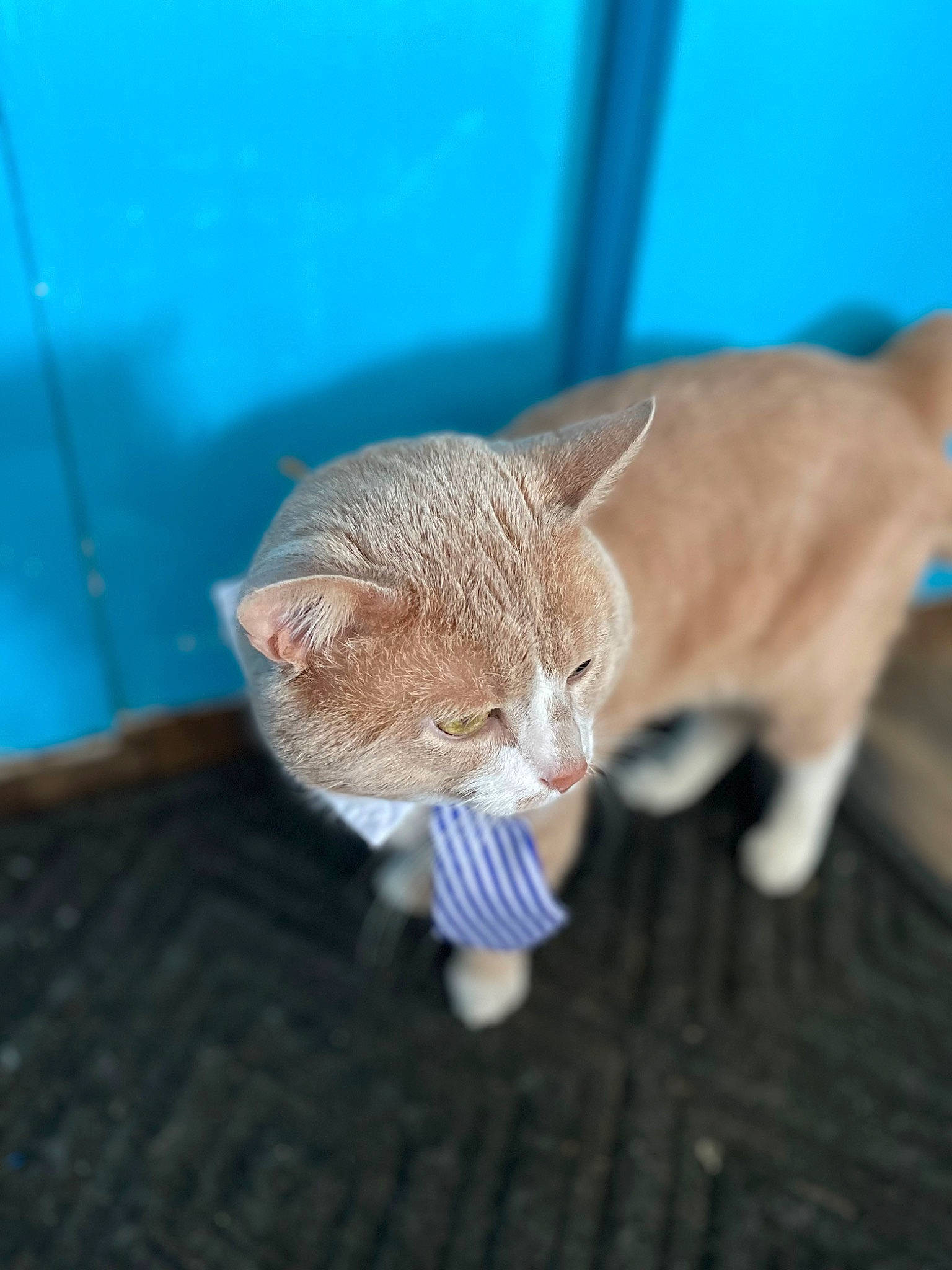 Simba is registered to the contest to win money with this photo: canidae, carnivore, cat, claw, domestic_short_haired_cat, electric_blue, fawn, felidae, fur, head, mammal, paw, small_to_medium_sized_cats, snout, tail, terrestrial_animal, toy, whiskers, wildlife, wood