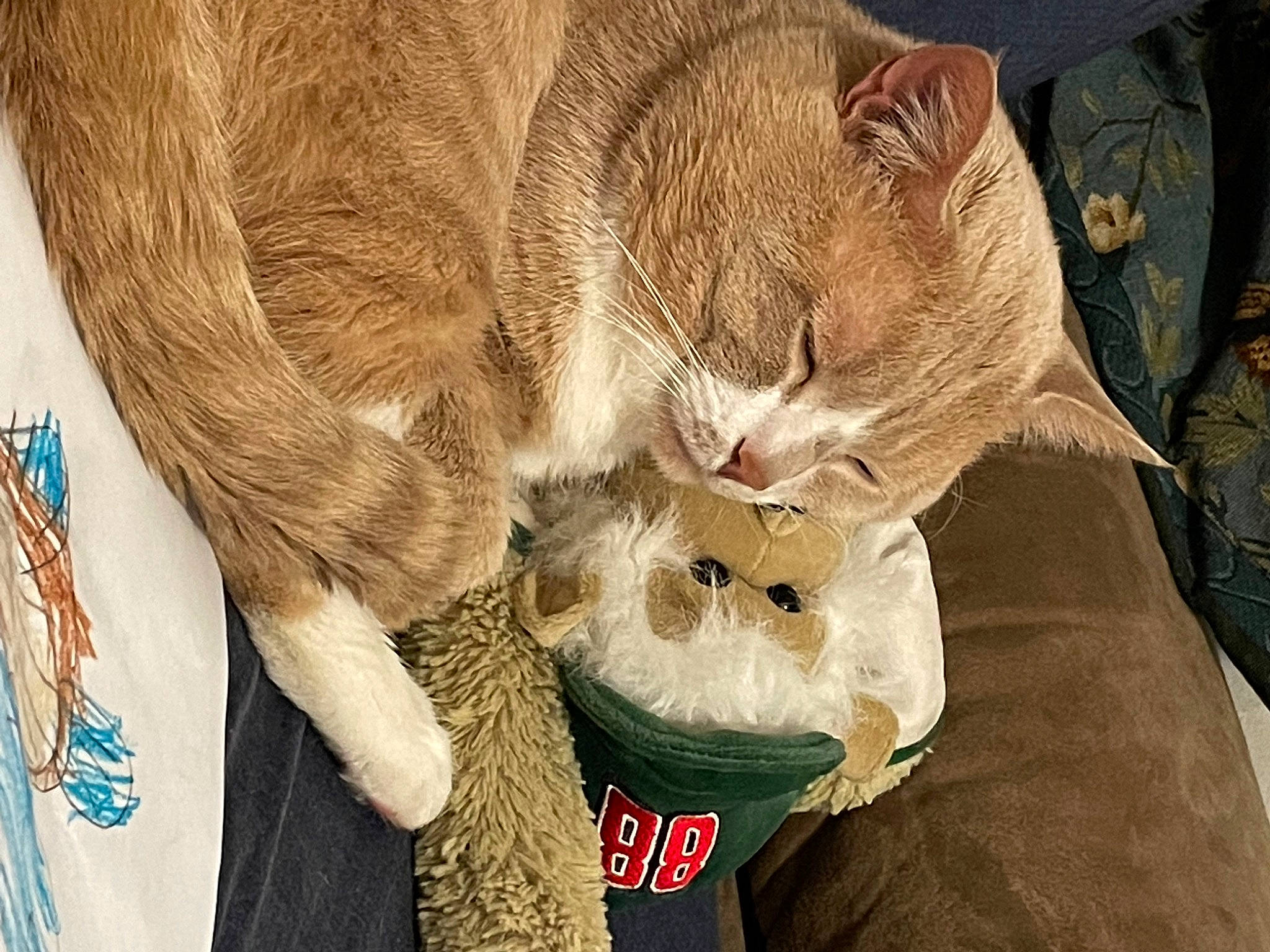 Simba is registered to the contest to win money with this photo: canidae, carnivore, cat, claw, collar, comfort, devon_rex, domestic_short_haired_cat, ear, fawn, felidae, fur, nap, paw, small_to_medium_sized_cats, snout, tail, whiskers