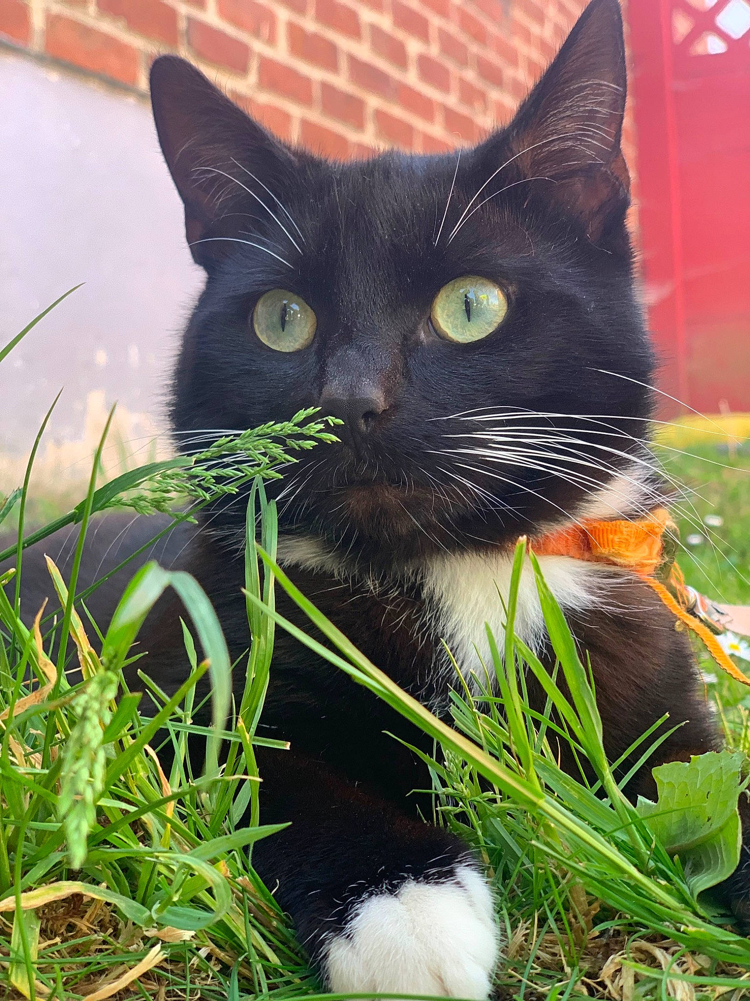 Damond participe au concours pour gagner de l'argent avec cette photo : black_cat, bombay, carnivore, cat, close_up, domestic_short_haired_cat, felidae, fur, grass, groundcover, iris, plant, shrub, small_to_medium_sized_cats, snout, tail, terrestrial_animal, whiskers